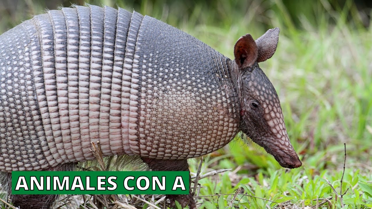 animal que empieza por k