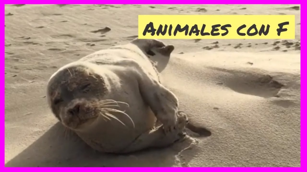 animales que empiezan con la letra f