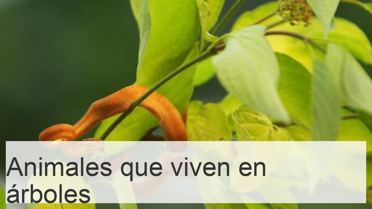 animales que viven en los árboles