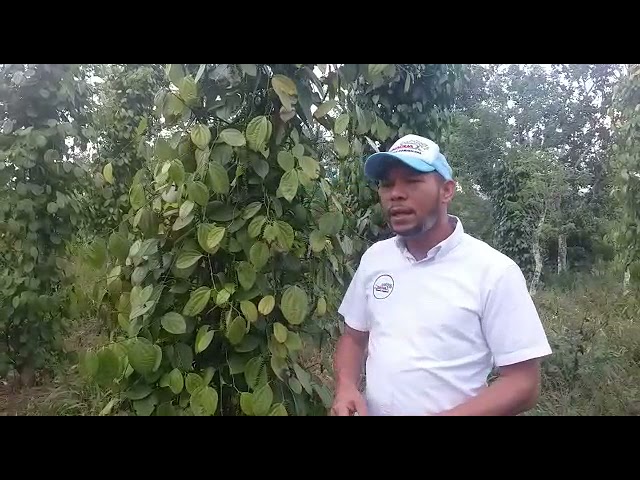 arbol de la pimienta negra