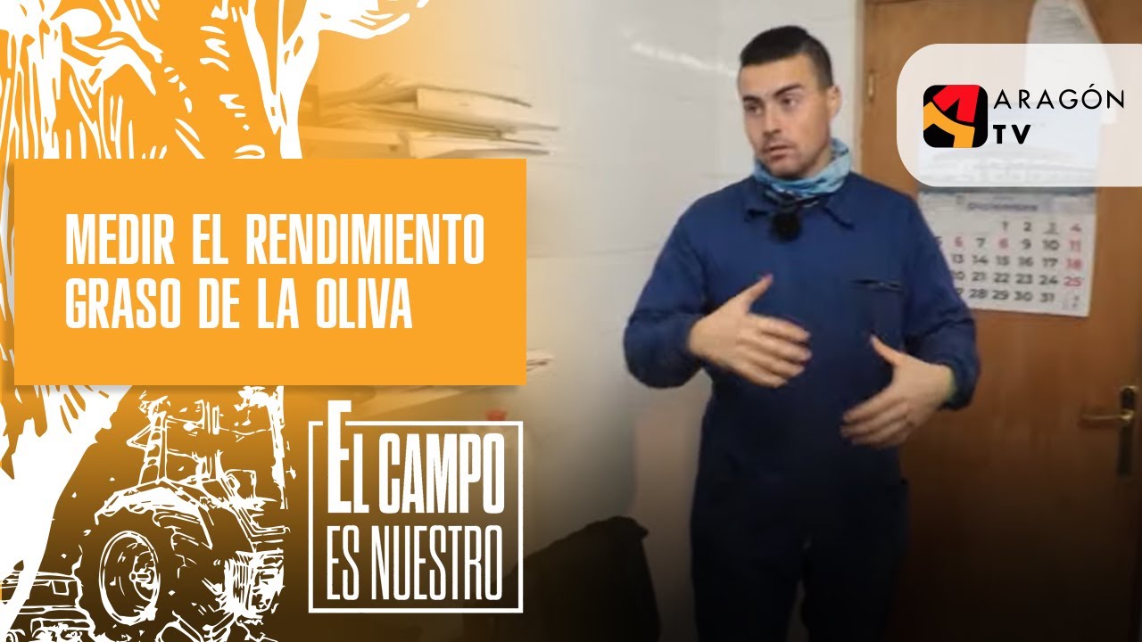 como calcular el rendimiento de la aceituna