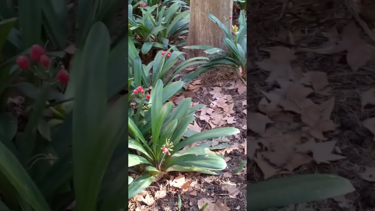 como llegar al jardin botanico malaga