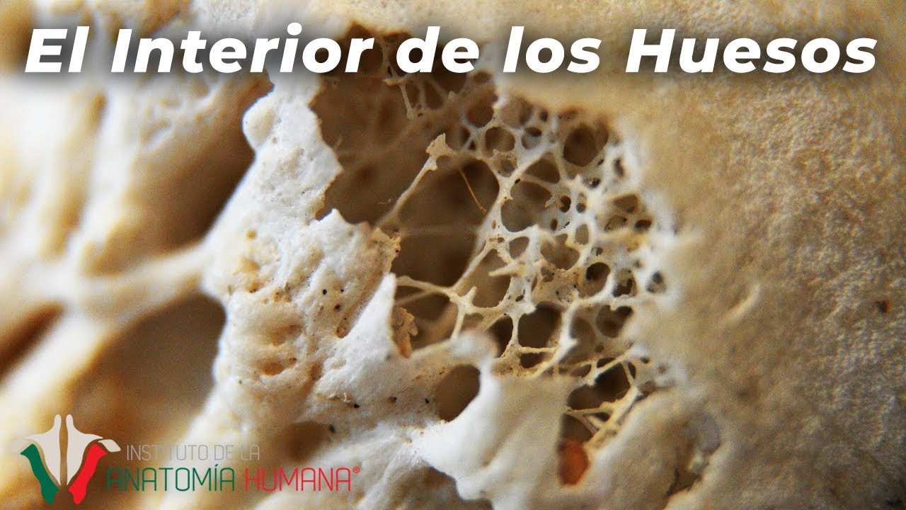 como se llama lo de dentro del hueso