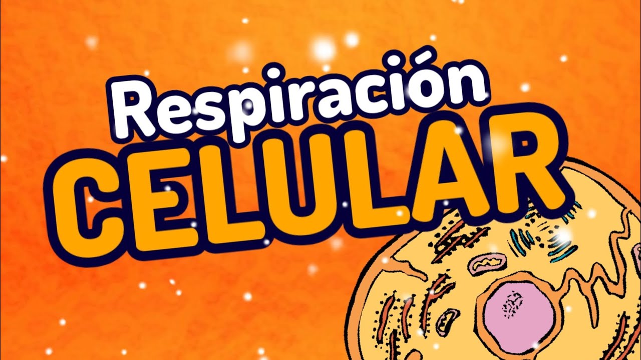dónde se realiza la respiración celular