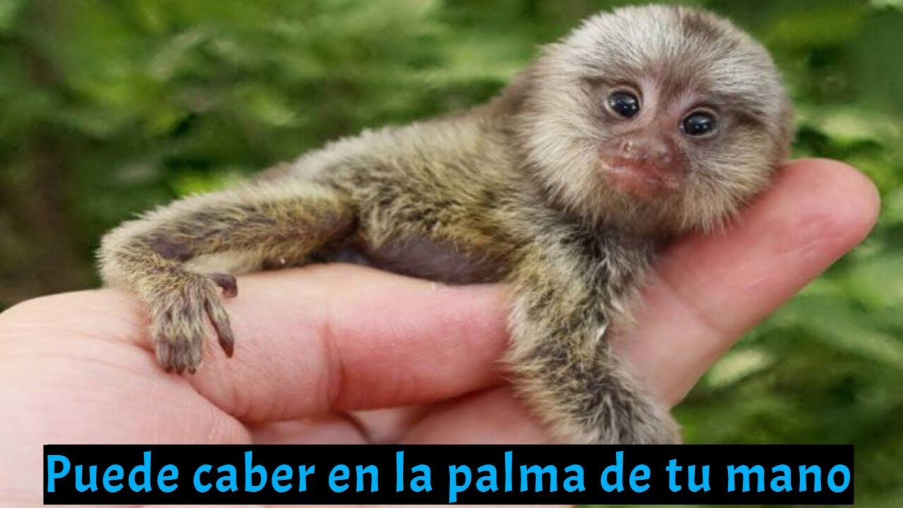 el mono más pequeño del mundo