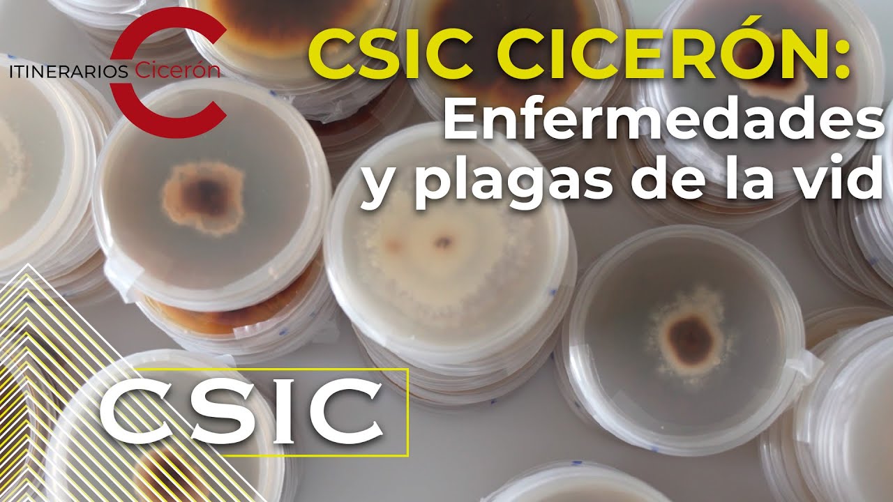 enfermedades y plagas de la vid