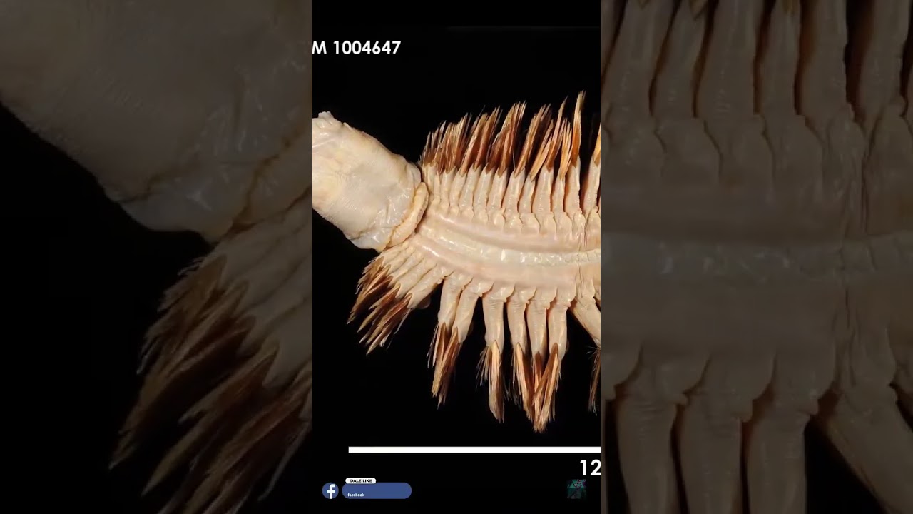 gusano de mar de la antartida