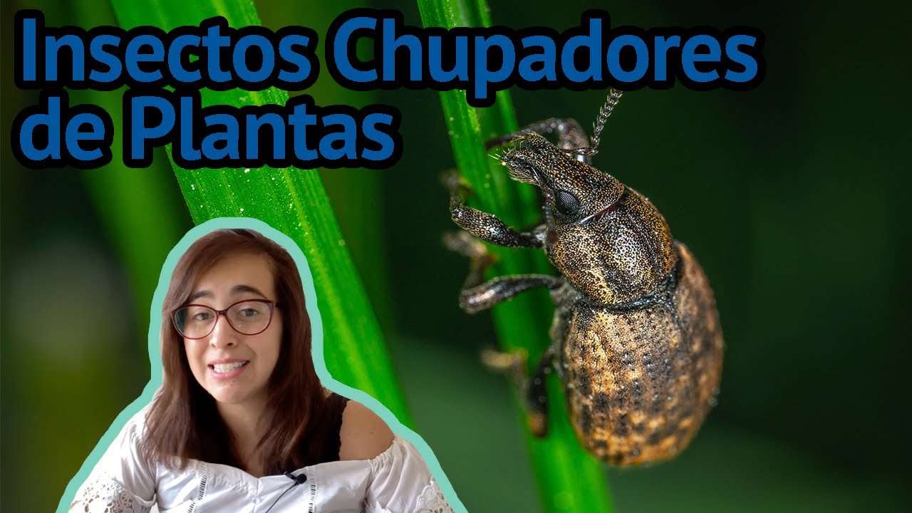 insectos que succionan la savia de las plantas