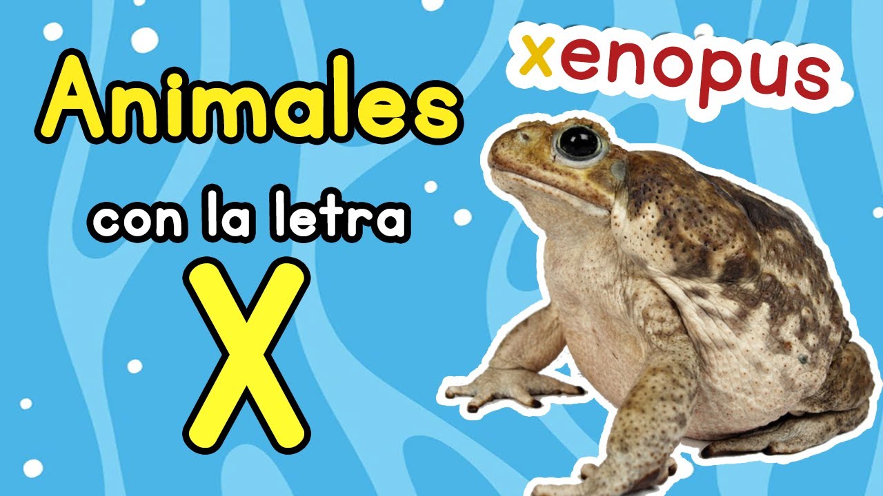 animal que empieze con x