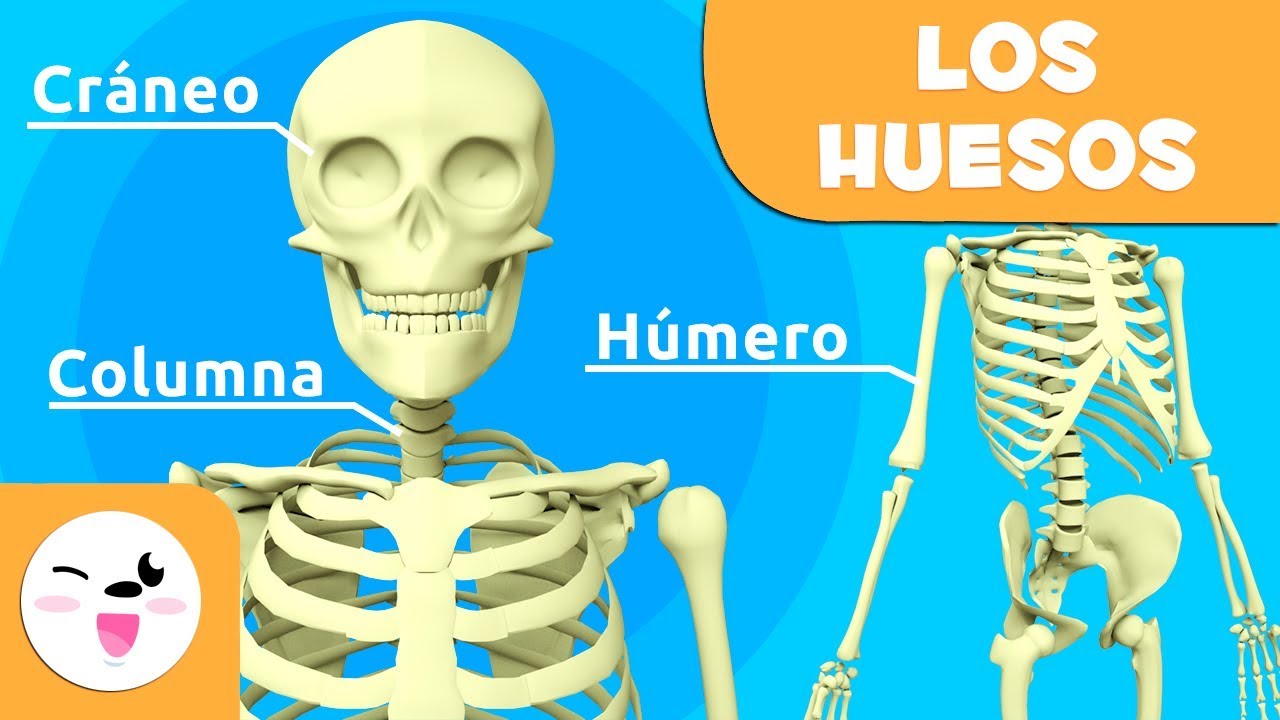aprenderse los huesos del cuerpo