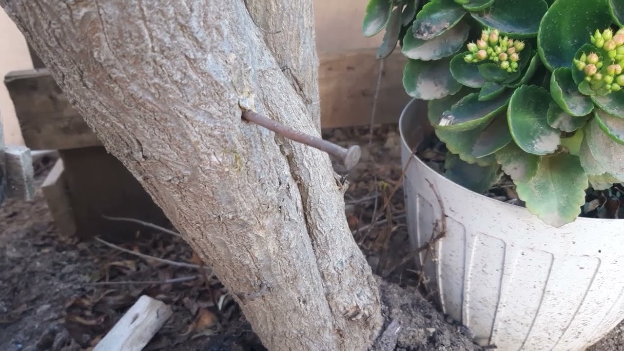 clavos de cobre para secar árboles