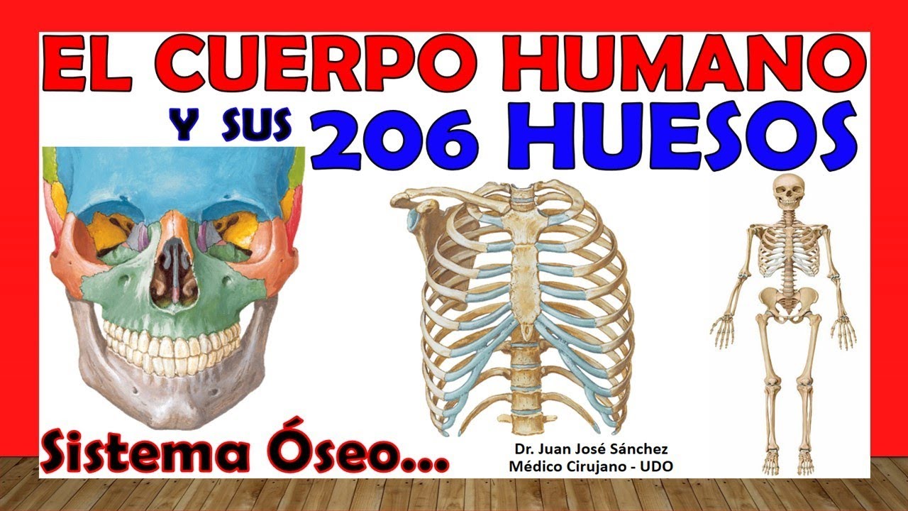 esqueleto humano para estudiantes de medicina baratos