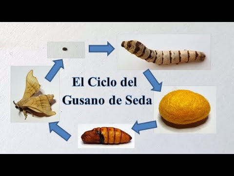 metamorfosis de los gusanos de seda